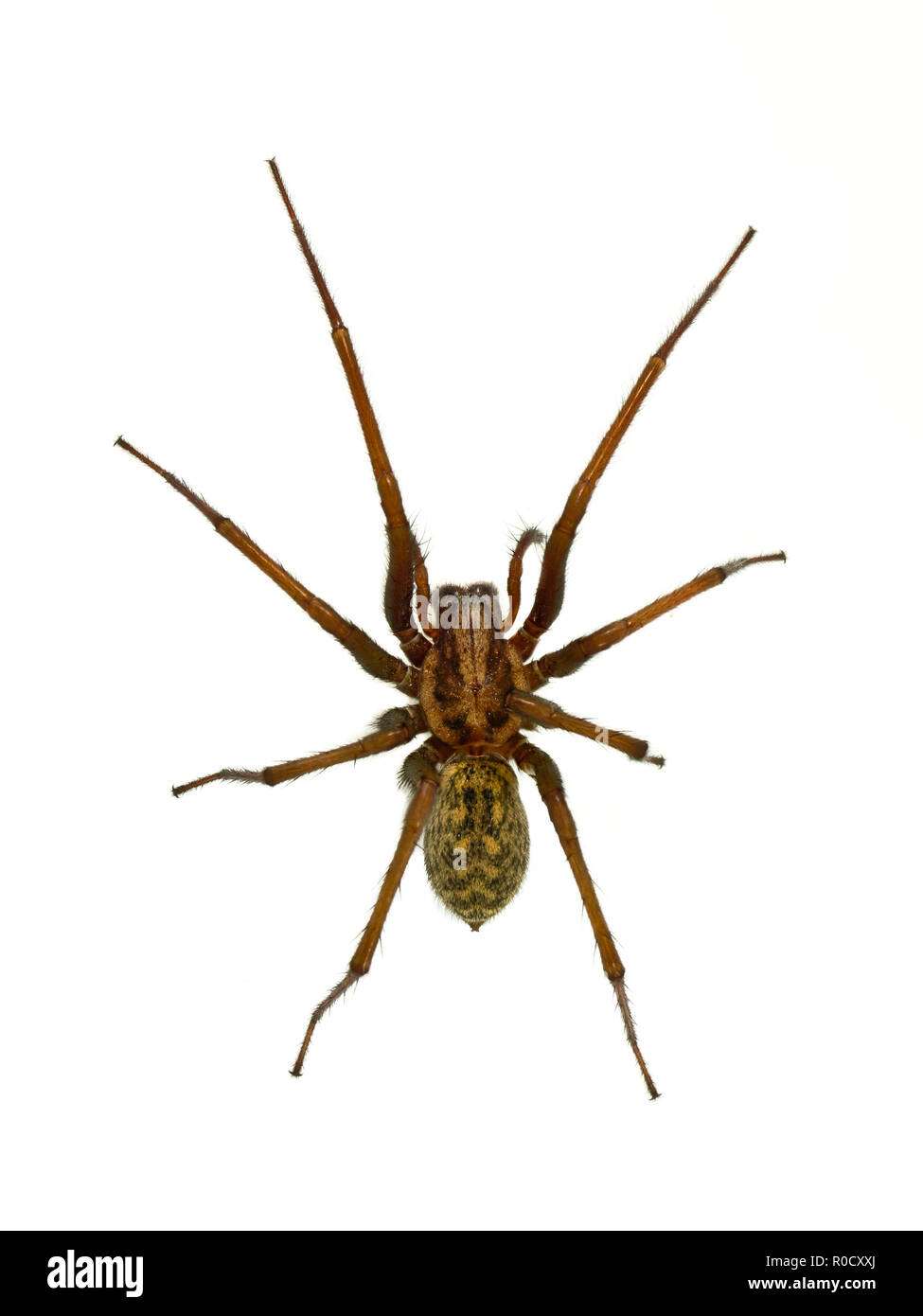 Creepy house spider (Tegenaria domesticus) on white background Stock Photo