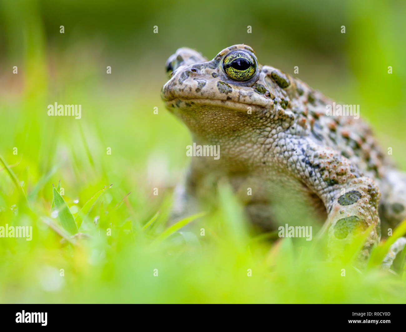 Brave Green toad (Bufotes viridis) sitting in fore legs in grass in a backyard lawn Stock Photo