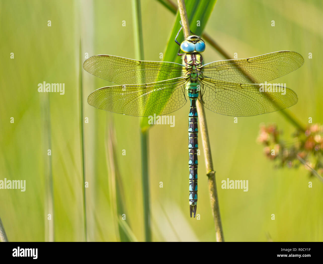 Green Hawker Dragonfly (Aeshna viridis) Warming its Wings in the Early Morning Sun Stock Photo