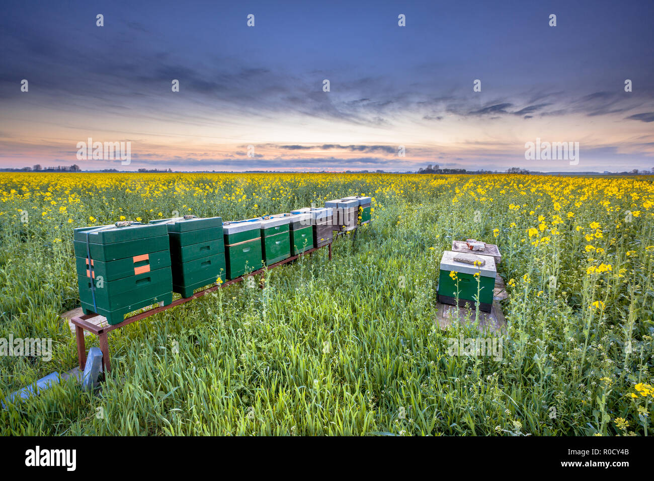 Row of Bee hives in a Canola field at sunset near Winschoten in the