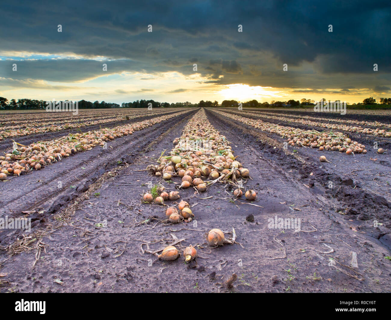 Onion drying field row hi-res stock photography and images - Alamy