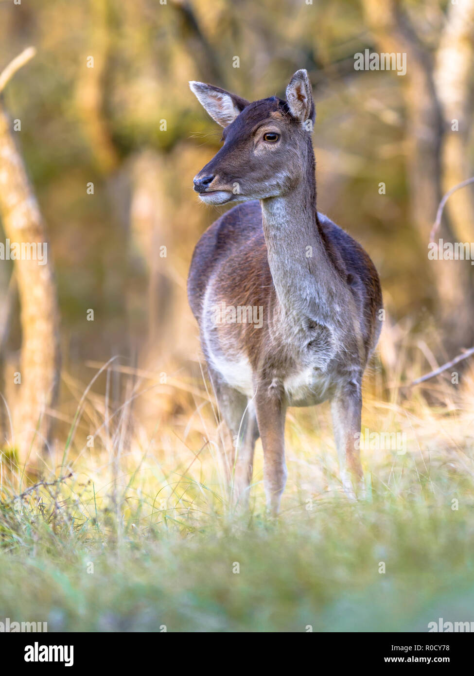 Frontal view of Female Fallow deer (Dama dama) watching around in an autumn colored forest Stock Photo