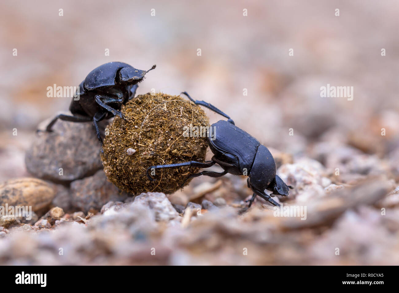 Two dung beetles attempting the challenge to roll a ball through gravel Stock Photo