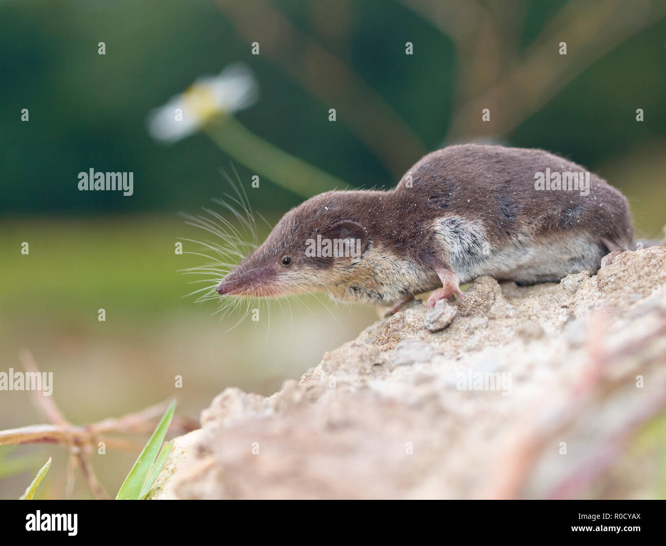 Page 2 Crocidura High Resolution Stock Photography And Images Alamy