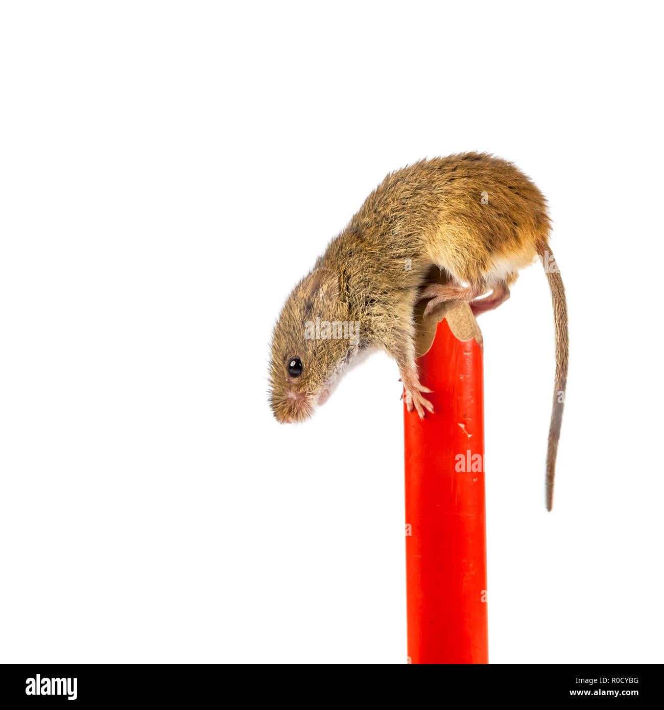 pen with Eurasian Harvest mouse (Micromys minutus) and clipping path as a concept for postponed homework Stock Photo