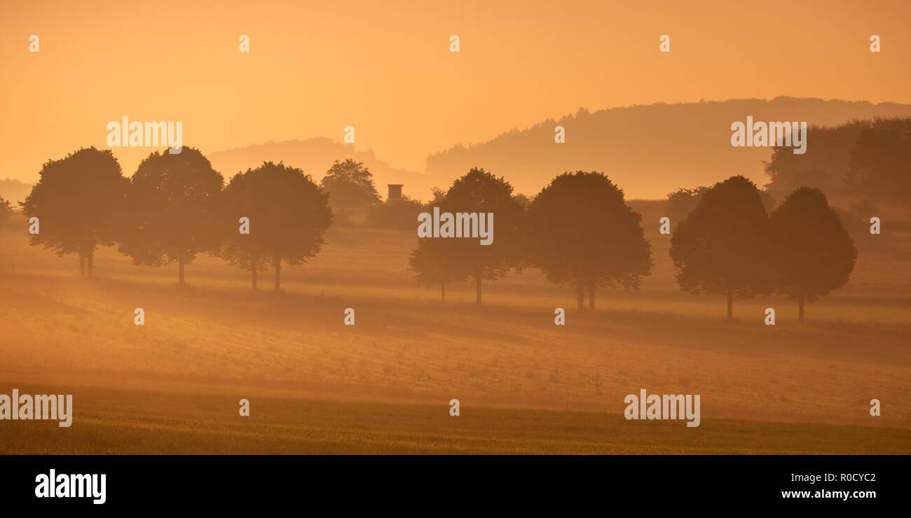 Row of trees in the hills during orange misty sunrise in german agricultural landscape Stock Photo