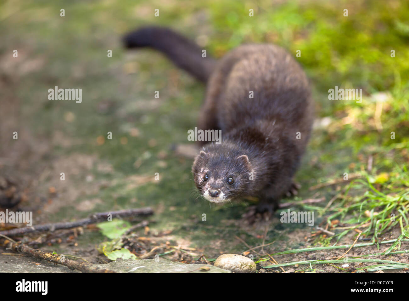 The European polecat (Mustela putorius) looking in the camera Stock Photo