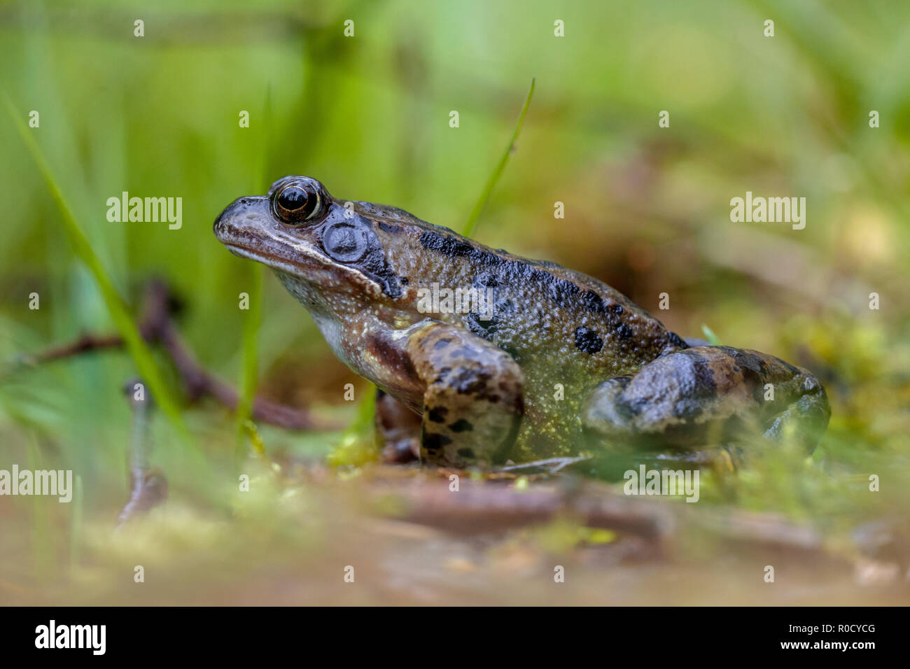 male European common or grass frog (Rana temporaria) on the waterfront of an amphibian pond Stock Photo
