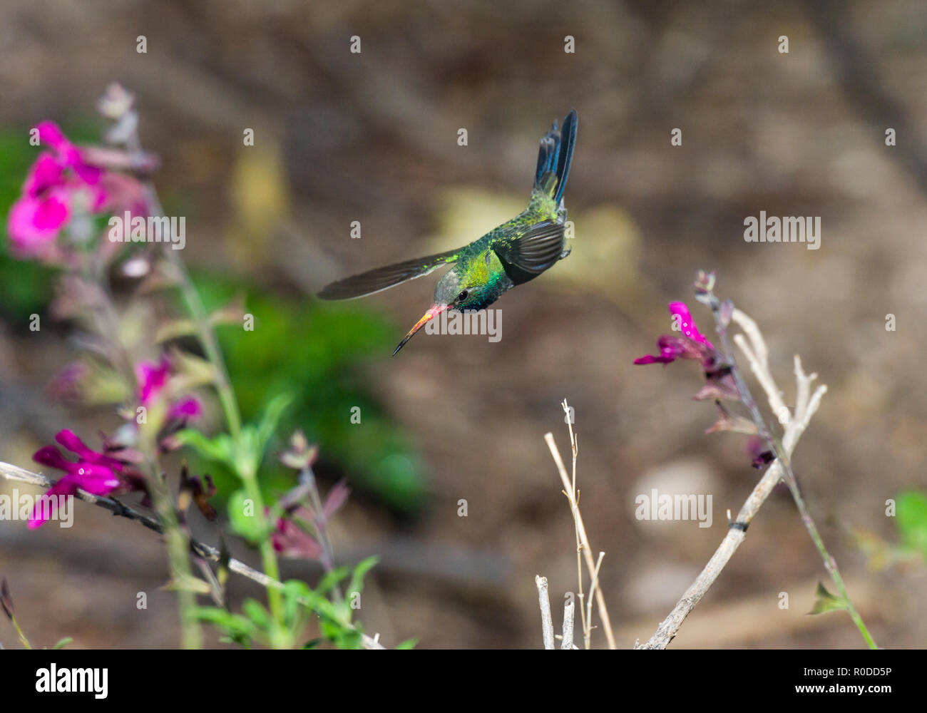 A male Broad-billed Hummingbird (Cynanthus latirostris) in flight in a garden. Tucson Stock Photo