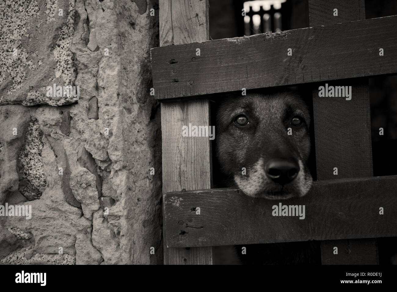 Young dog looking through the grate of a cage where he is locked up: the suffering of someone who is deprived of his freedom at the hands of those who Stock Photo