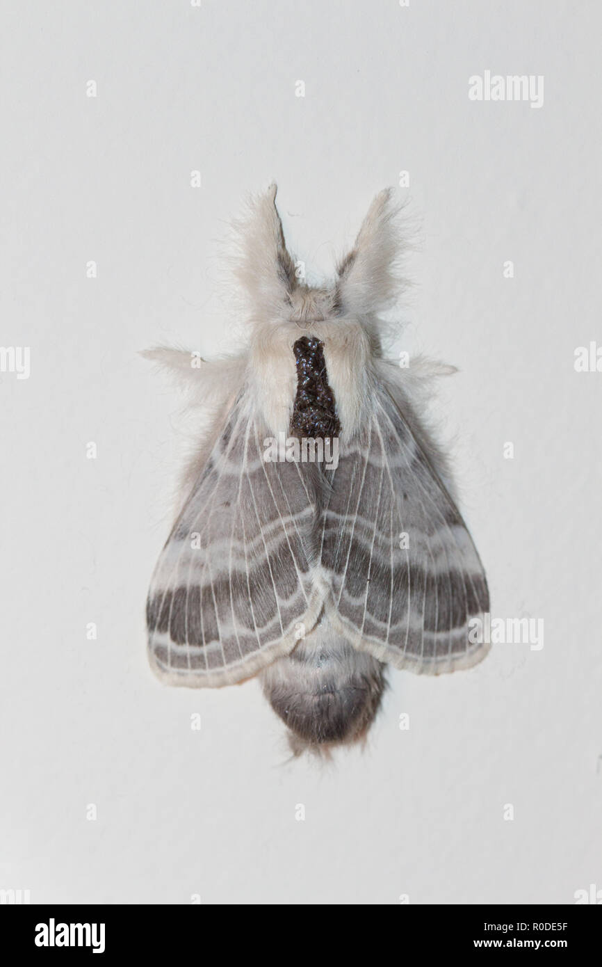 A female Large Tolype Moth / Velleda Lappet Moth (Tolype velleda) resting on a wall, Virginia, United States Stock Photo