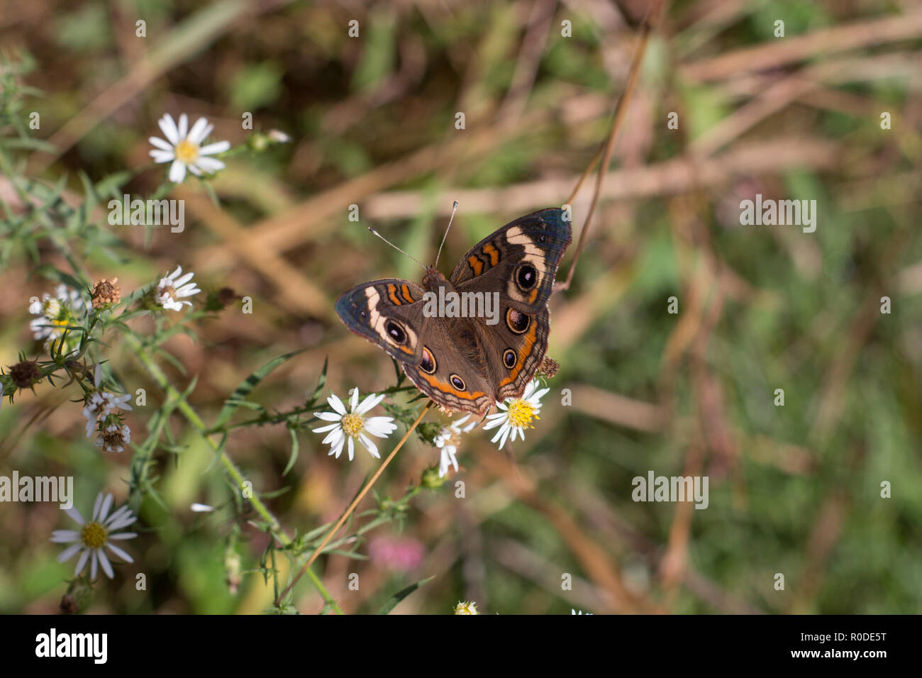 A Common Buckeye butterfly (Junonia coenia) nectaring on white heath aster (Symphyotrichum ericoides), Maryland, United States Stock Photo