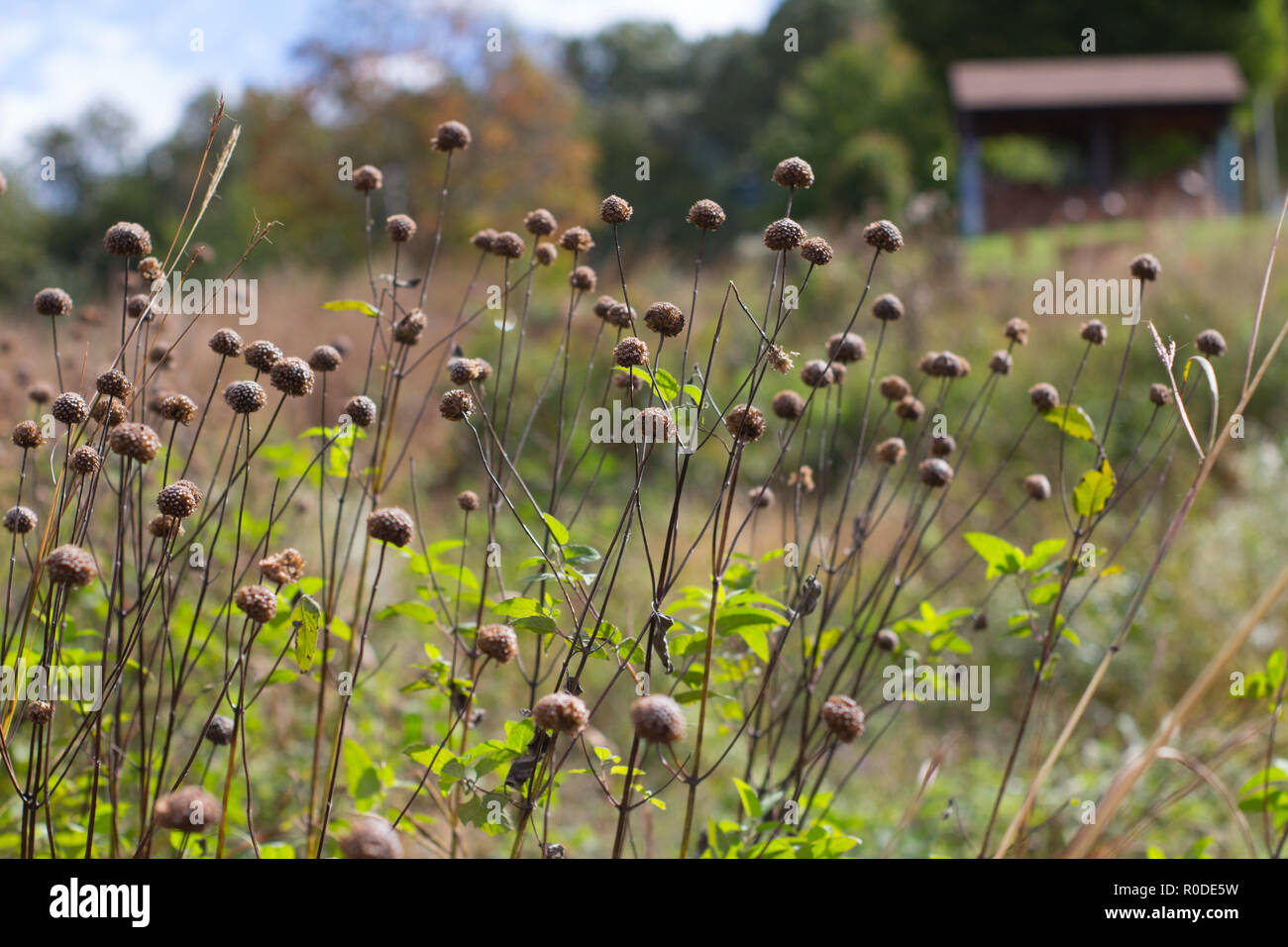 Bergamot / horsemint / oswego tea / bee balm seed heads (Monarda sp.) in a field, Black Hill Regional Park, Maryland, United States Stock Photo