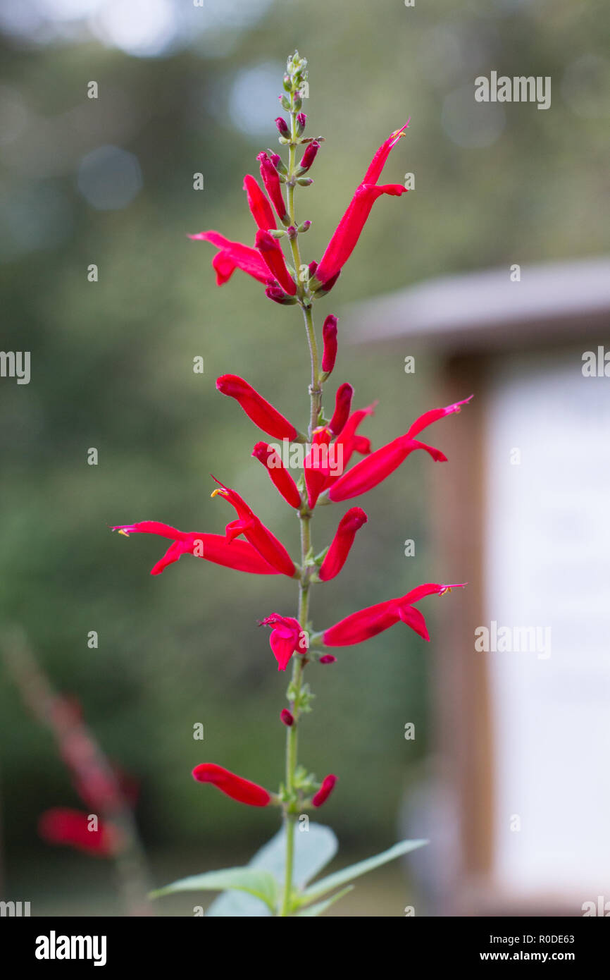 Closeup of a cardinal flower (Lobelia cardinalis), Maryland, United States Stock Photo