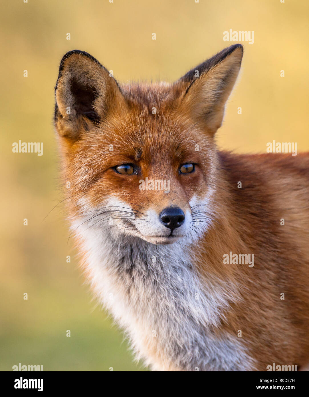 A full resolution portrait of the head of a red fox male (Vulpes vulpes) in natural environment with yellow background. This beautiful wild animal of Stock Photo