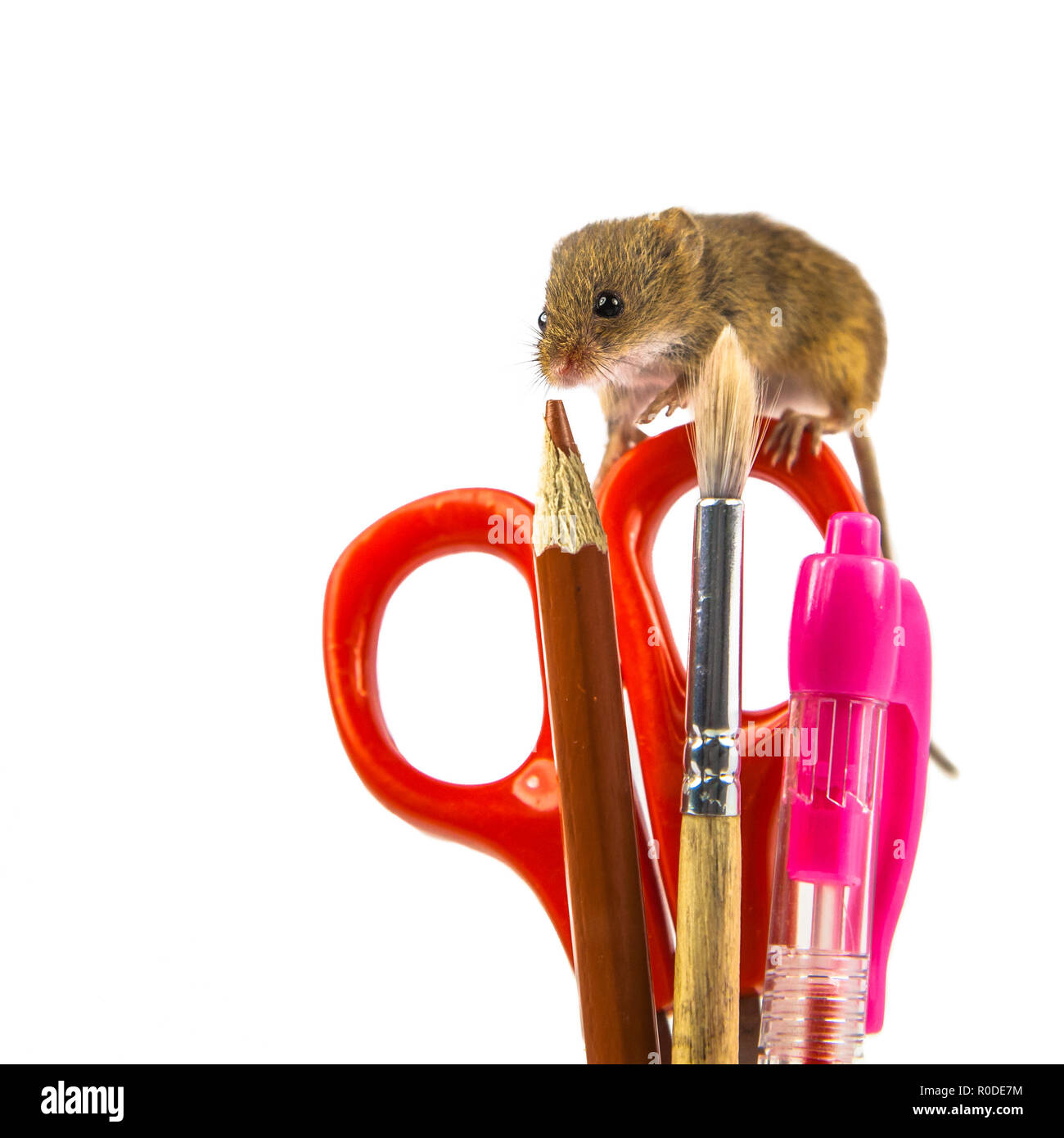 scissors, pen, brush and pencil office utensils with harvest mouse (Micromys minutus) and clipping path as a concept for delayed homework Stock Photo