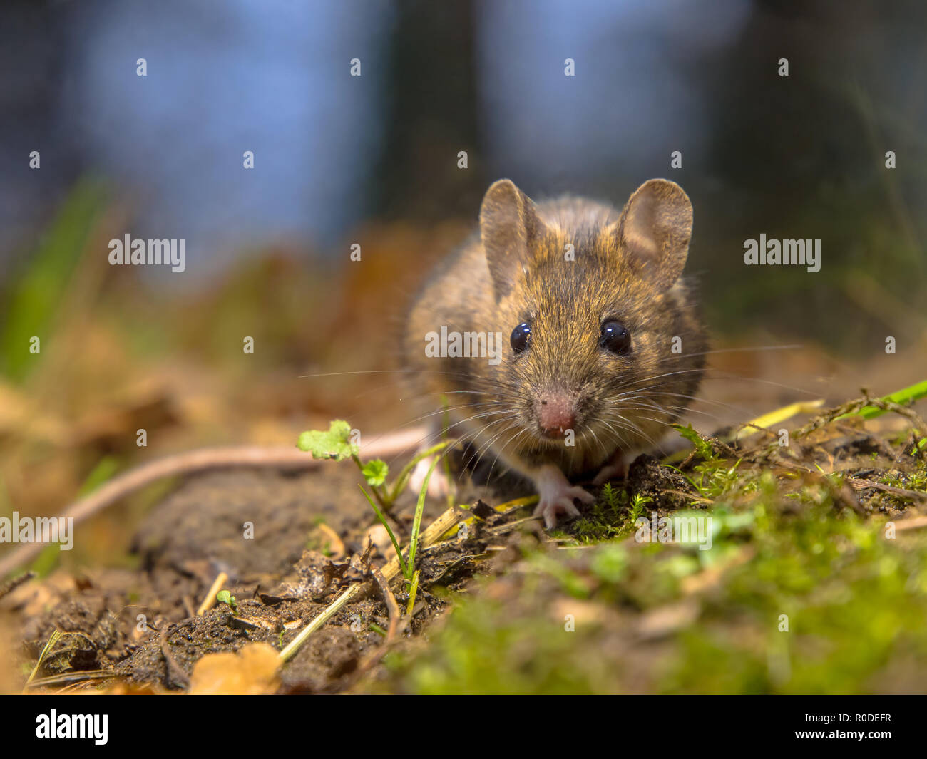 Shy animal hi-res stock photography and images - Alamy Shy animal hi-res stock photography and images - Alamy
