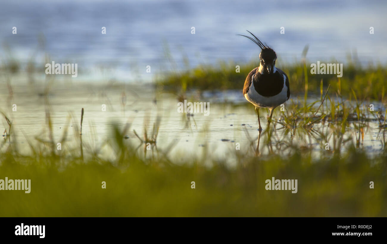 Artistic nature image of a male Northern lapwing (Vanellus vanellus) in de wind in the early morning sun Stock Photo