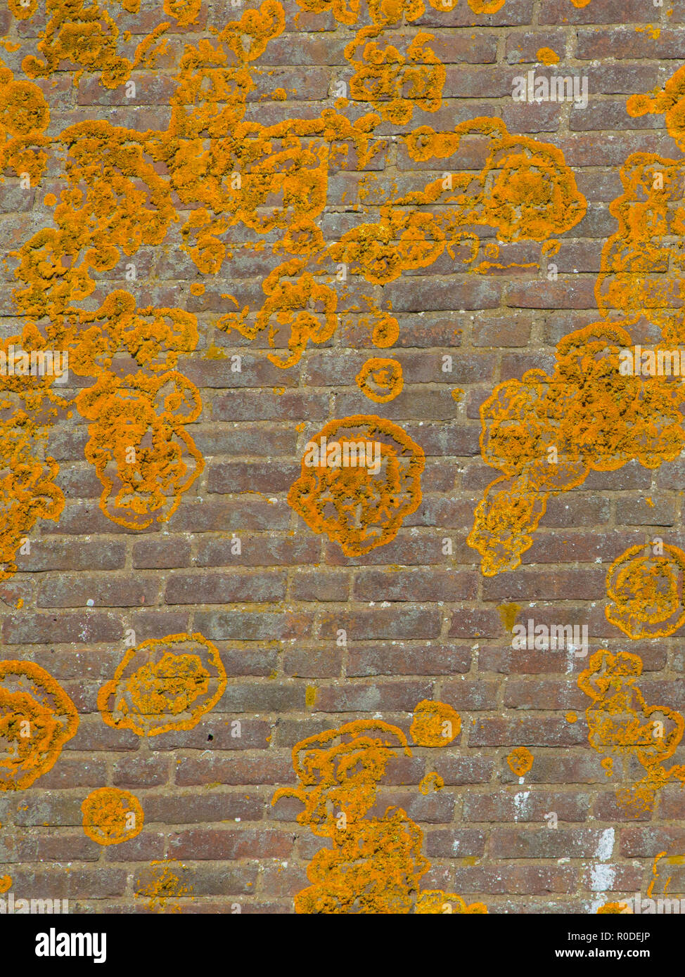 Orange Crustose lichen on an old brick wall growing in circular forms. Crustose lichens form a crust that strongly adheres to the substrate (soil, roc Stock Photo