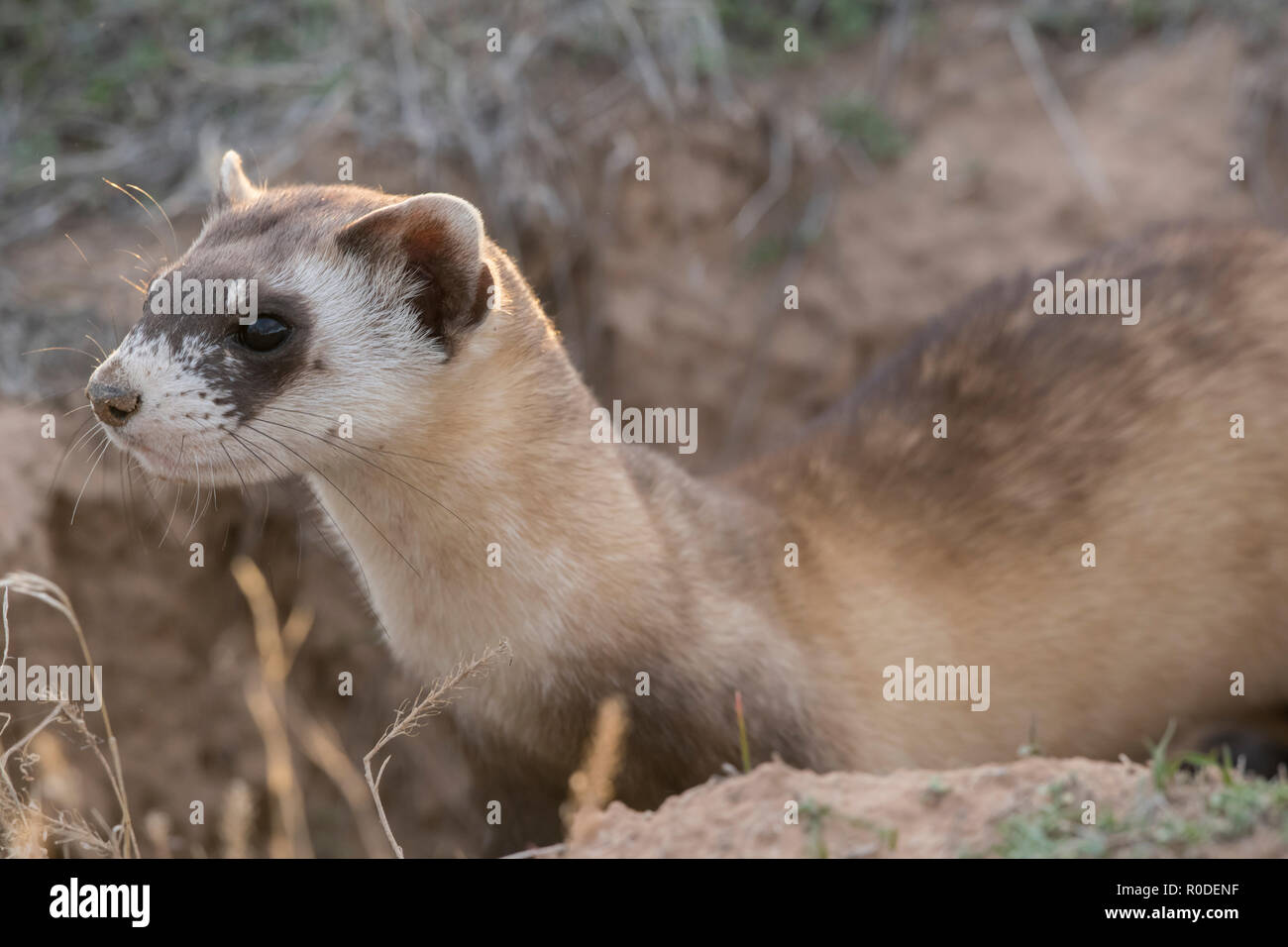 Wild black-footed ferret at a reintroduction site in northeastern Utah Stock Photo