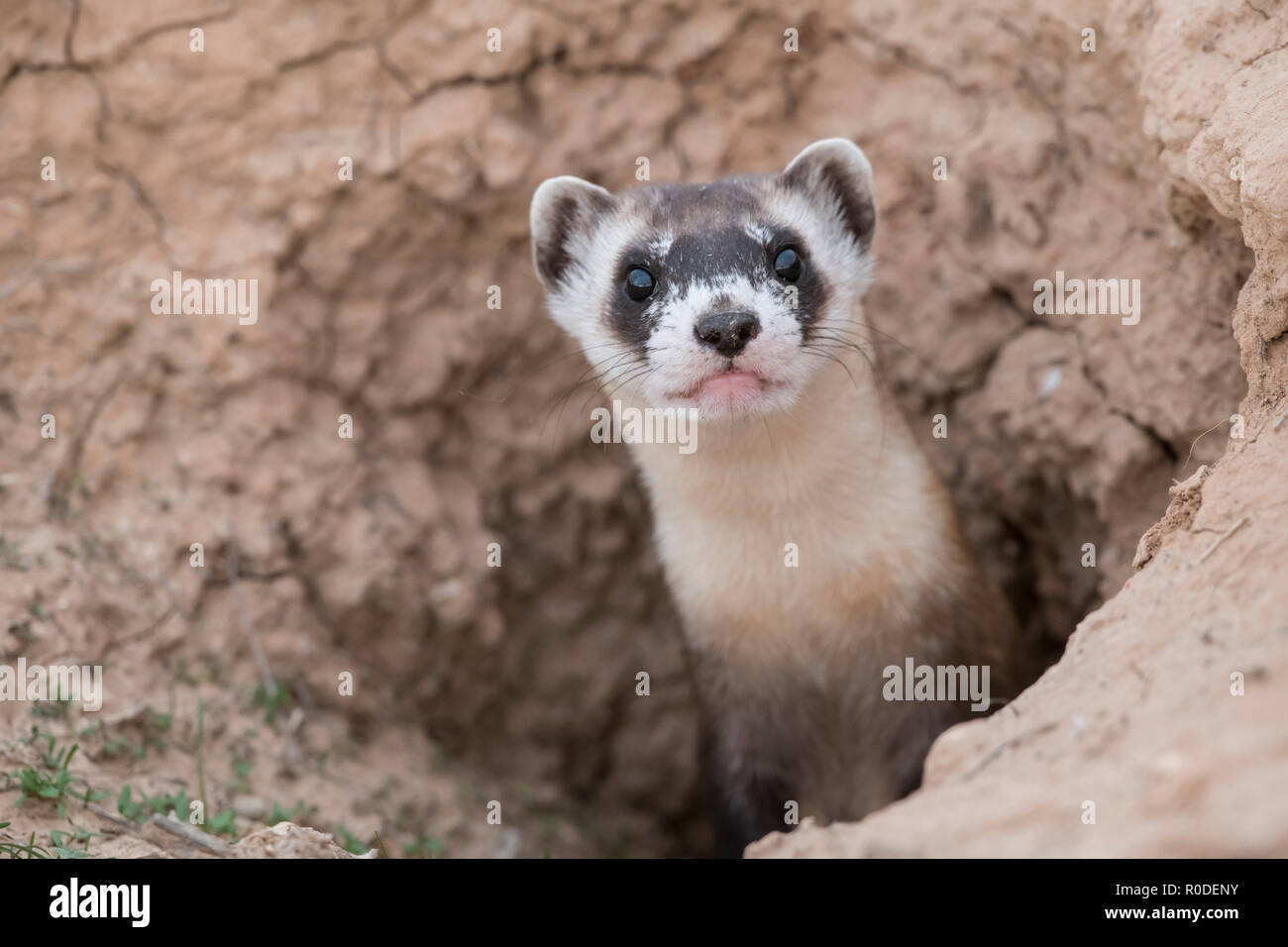 Wild black-footed ferret at a reintroduction site in northeastern Utah Stock Photo