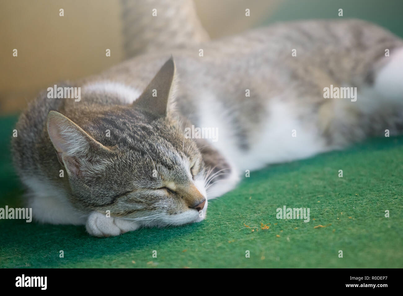 Gray cat sleeping on a green carpet Stock Photo - Alamy