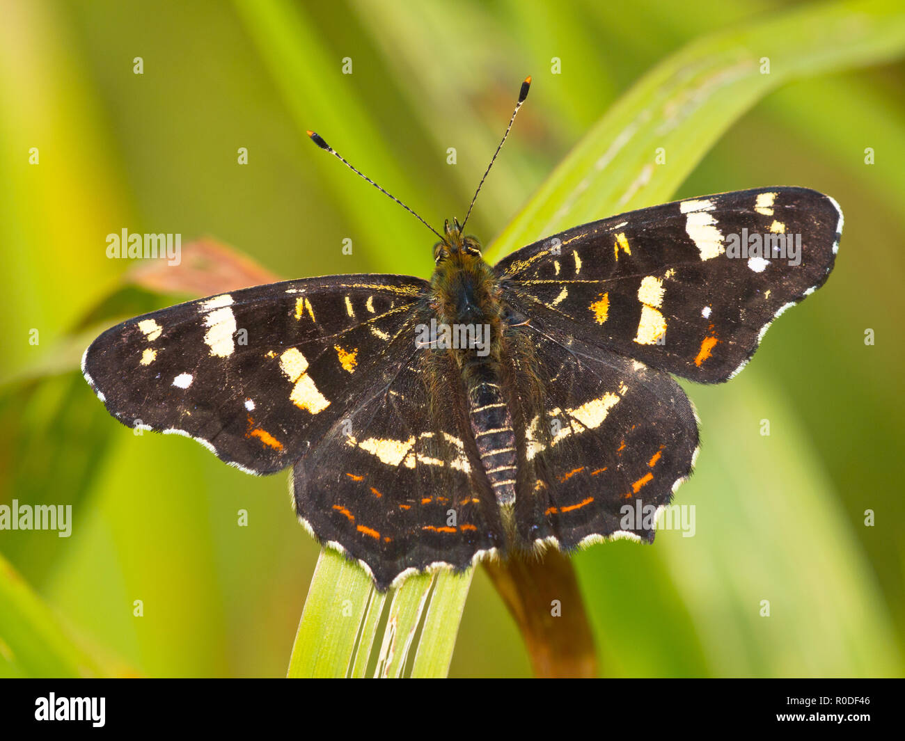 Beautiful map butterfly is resting on grass in the sun Stock Photo