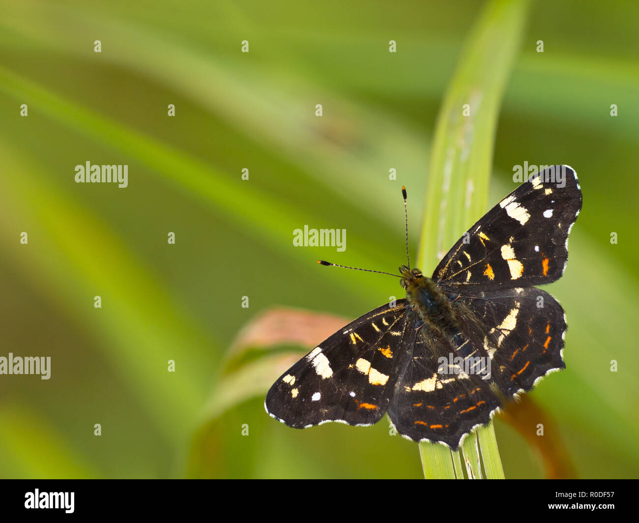 Beautiful map butterfly is resting on grass with copyspace Stock Photo
