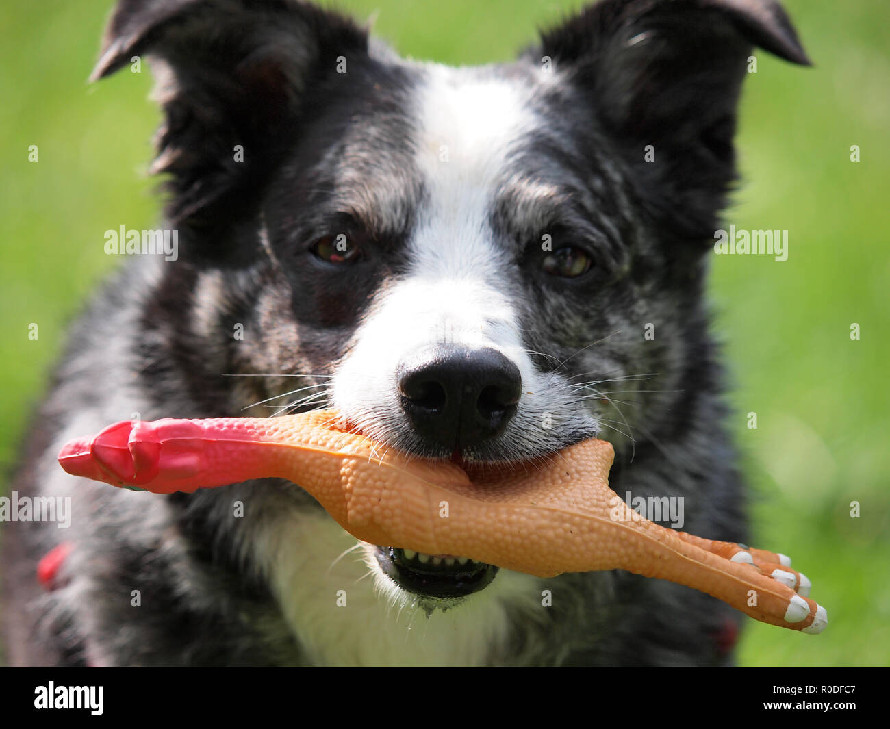 Playfull dog with rubber chicken in mouth Stock Photo Alamy