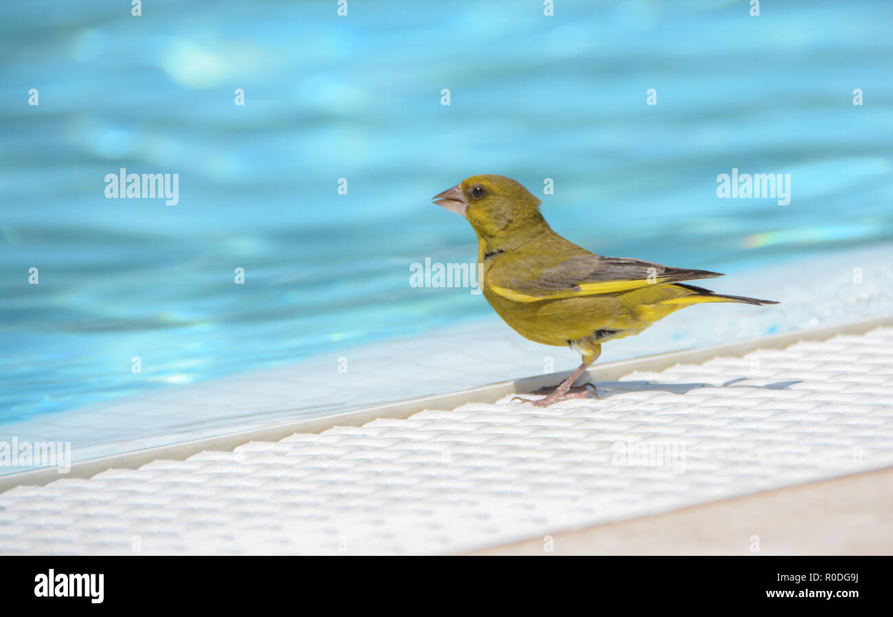 Colorful little bird trying to drink water in the edge of a swimming ...