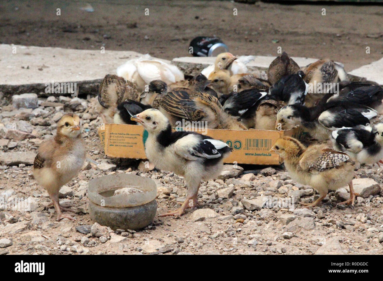 More than a dozen chicks feed in a cardboard box lid, northern Laos Stock Photo