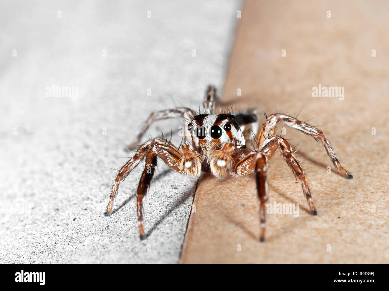 Macro Photography of Jumping Spider on The Ground Stock Photo