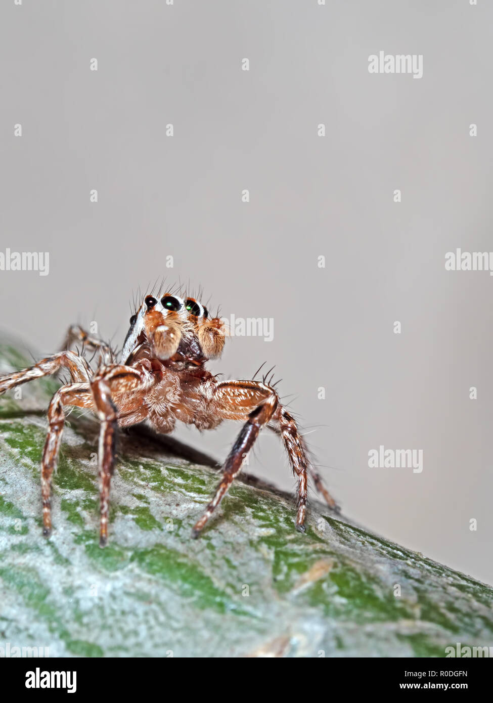 Macro Photography of Jumping Spider on Trunk of Little Plant Stock Photo