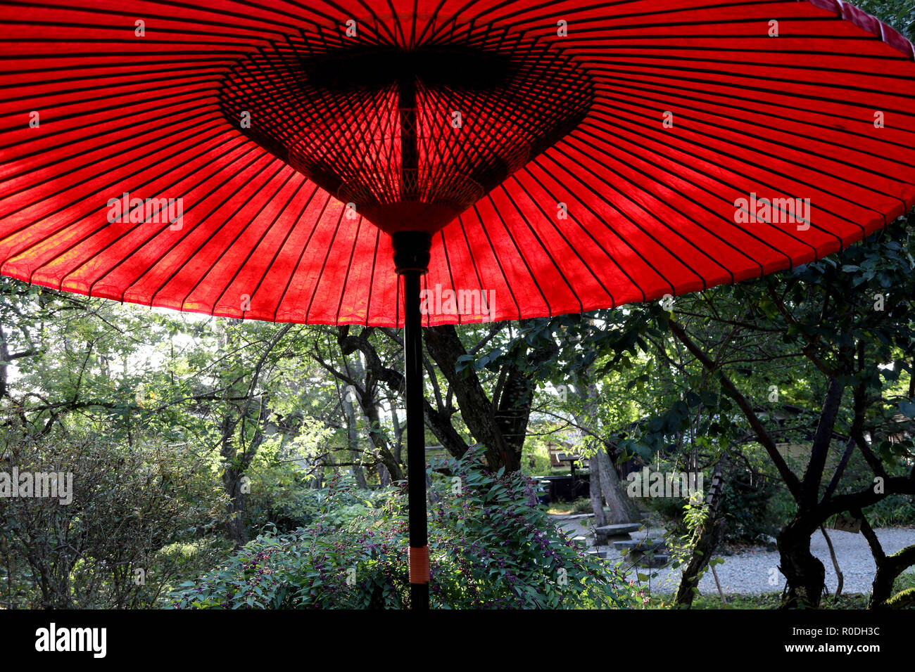 Red parasol in Japanese garden at Kakunodate, Akita, Japan Stock Photo -  Alamy