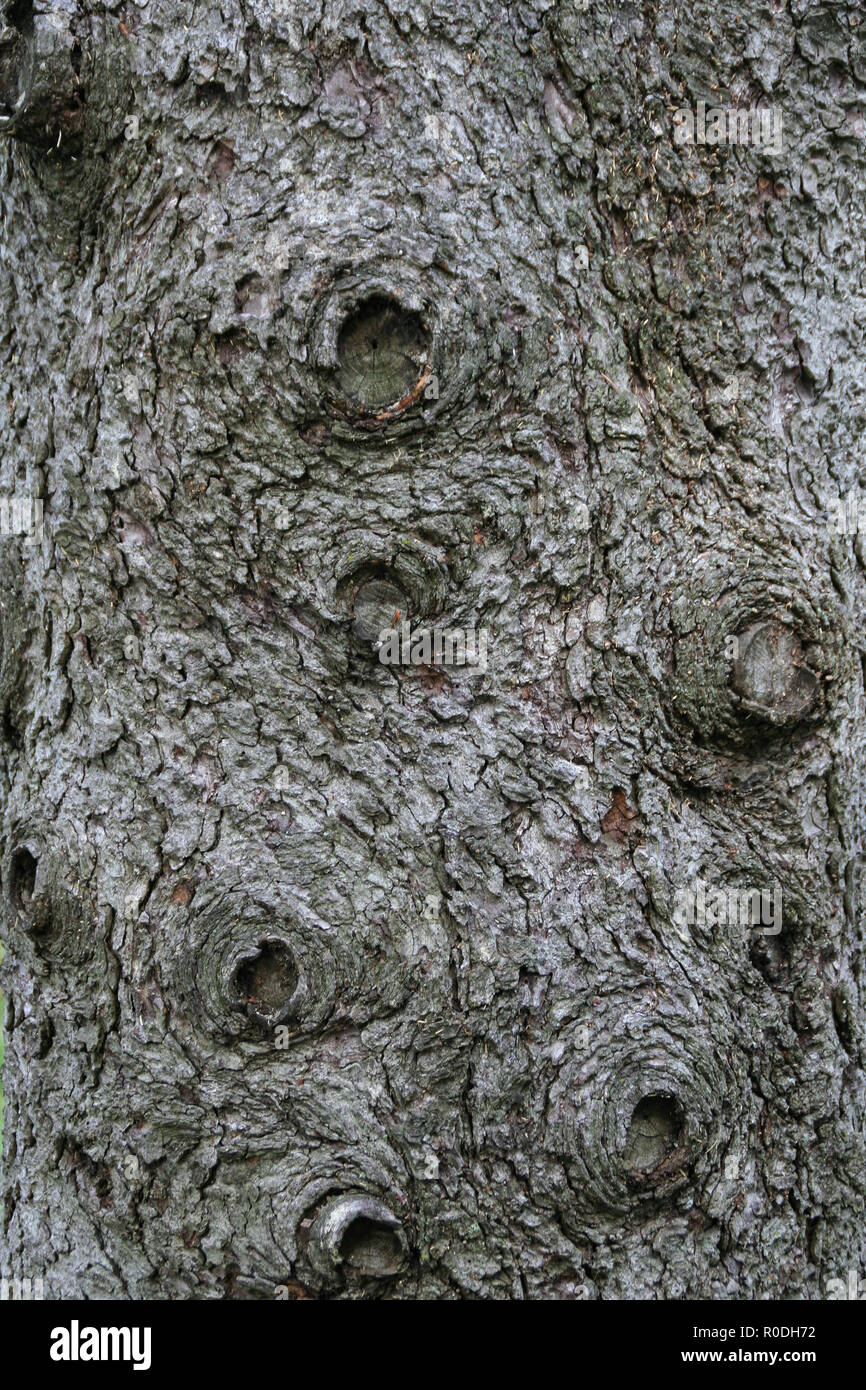 Picture of the bark of an old thee that has been pruned alot in its life. Stock Photo