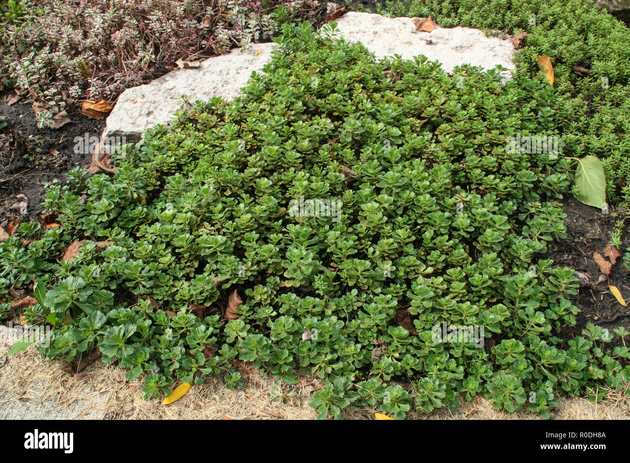 Green ground cover small leaves hires stock photography and images Alamy