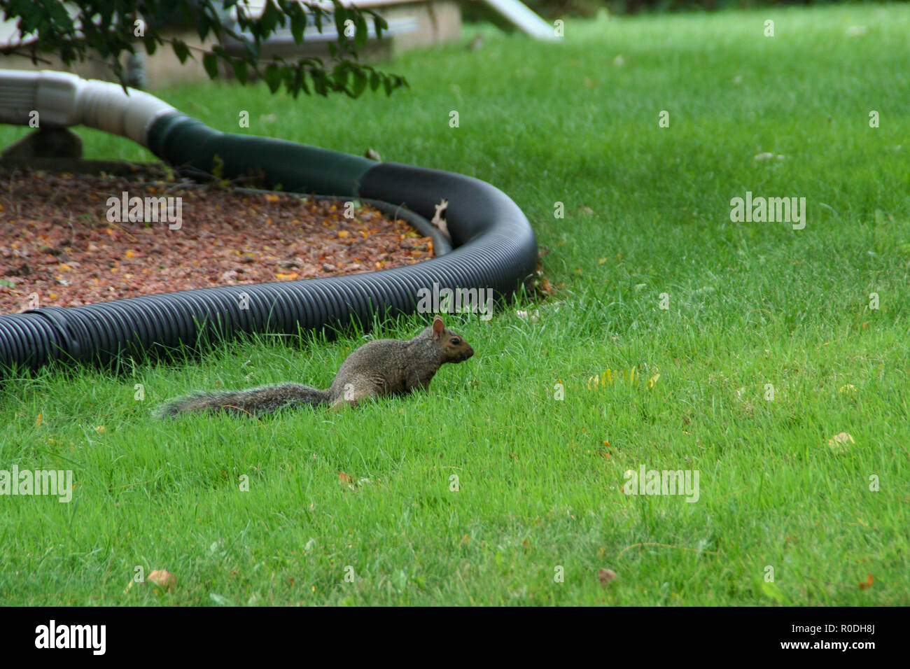 Squirel High Resolution Stock Photography and Images - Alamy