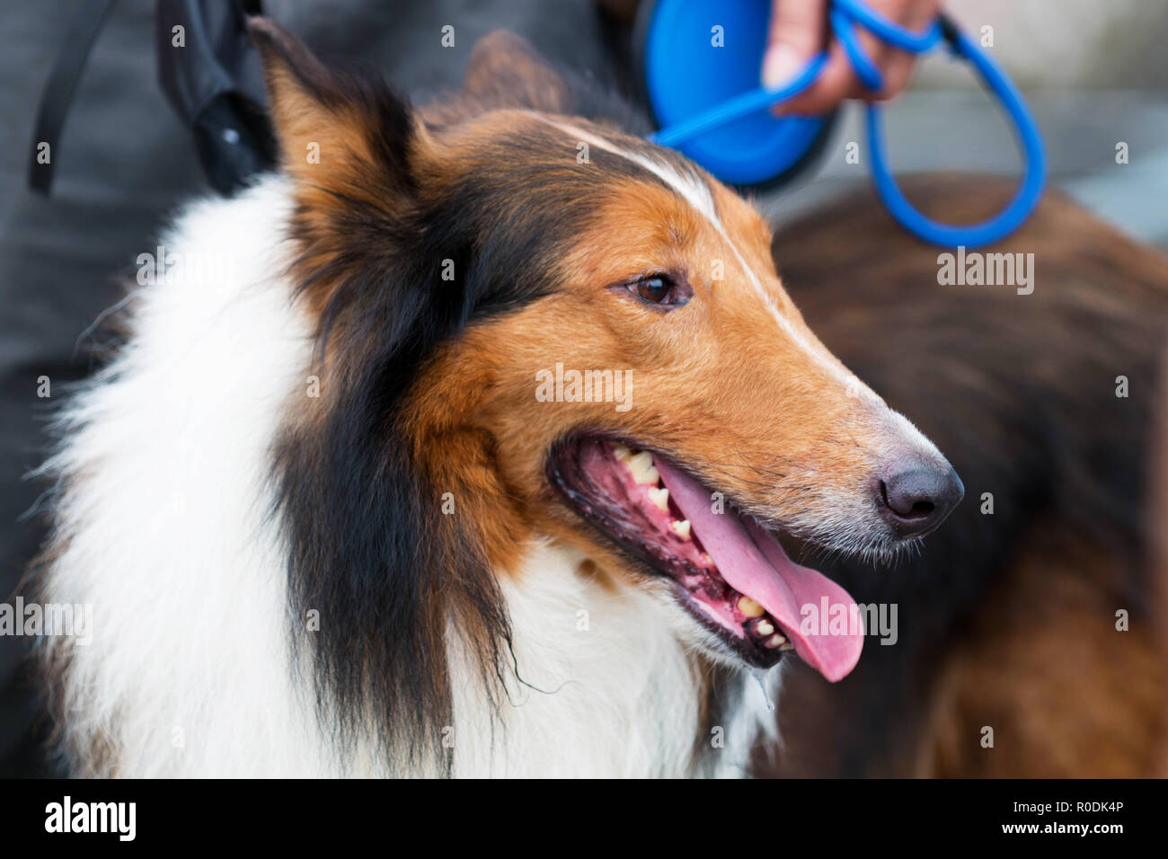 seresto border collie