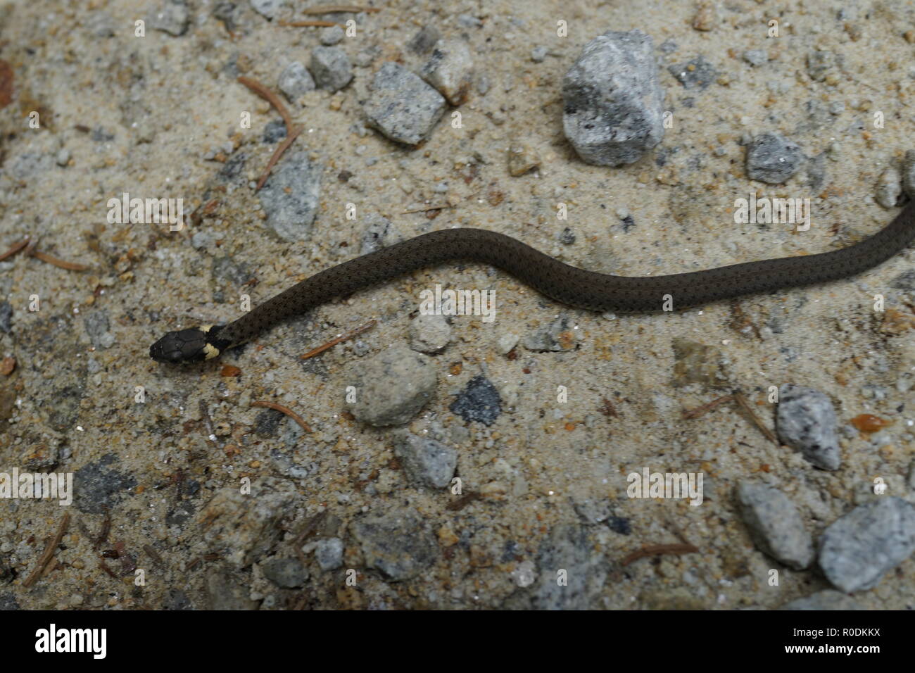 Young grass snake on the hiking trail Stock Photo - Alamy