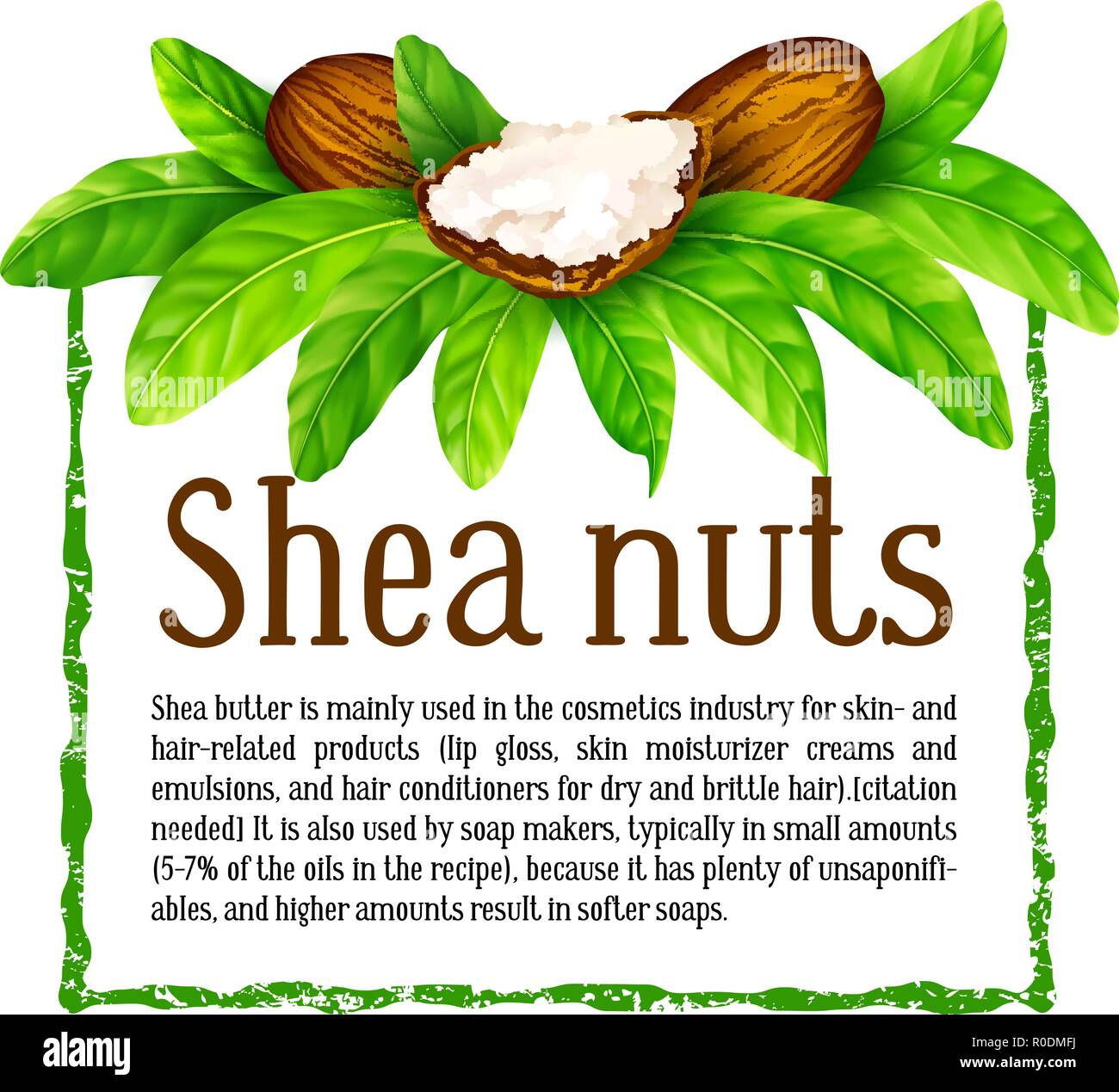 Shea nuts with leaves in vector. Stock Vector