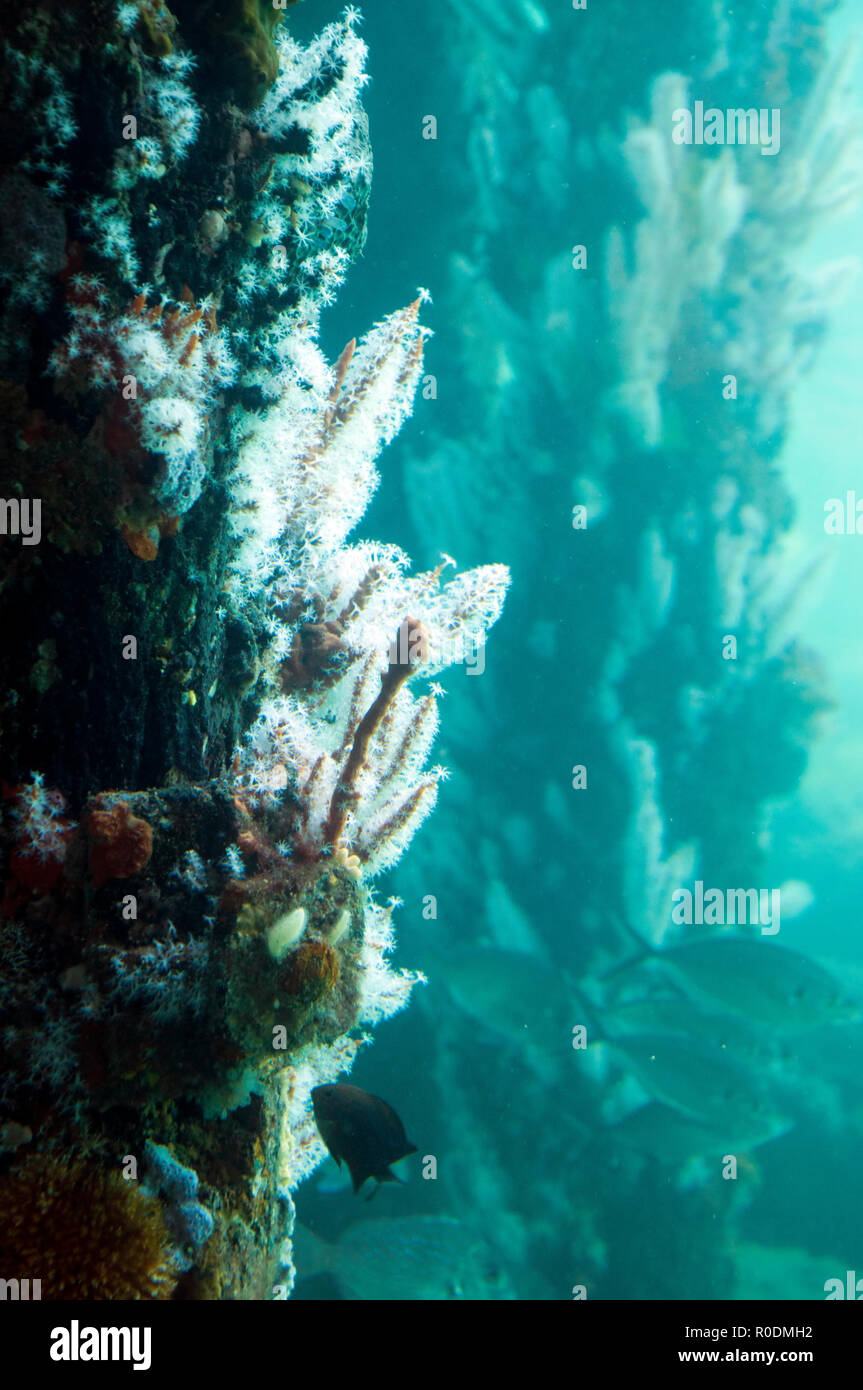 Busselton Australia, fish, corals and sponges on the jetty pylons in the ocean aquarium Stock Photo