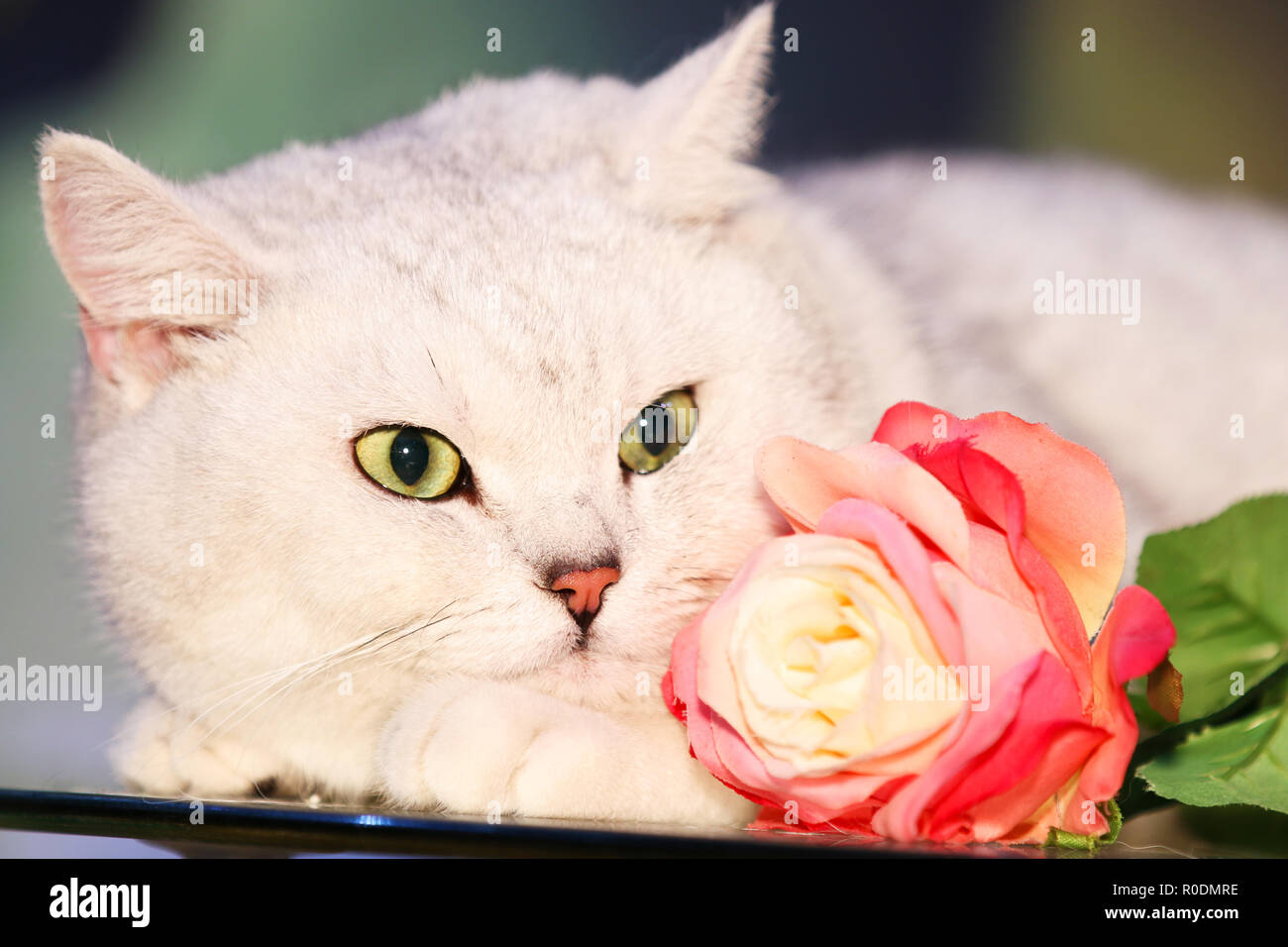 Young cat red rose hi-res stock photography and images - Alamy