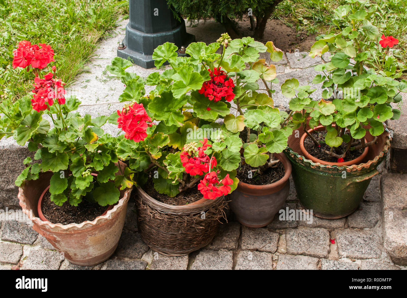Ceramic pots of red geranium flowers on the stone paving closeup in the garden courtyard Stock Photo