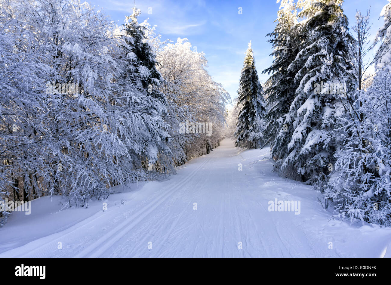 Road in the winter mountains. Trees in forest or park covered with fresh snow and illuminated by the late afternoon sun. Cross-country groomed ski tra Stock Photo