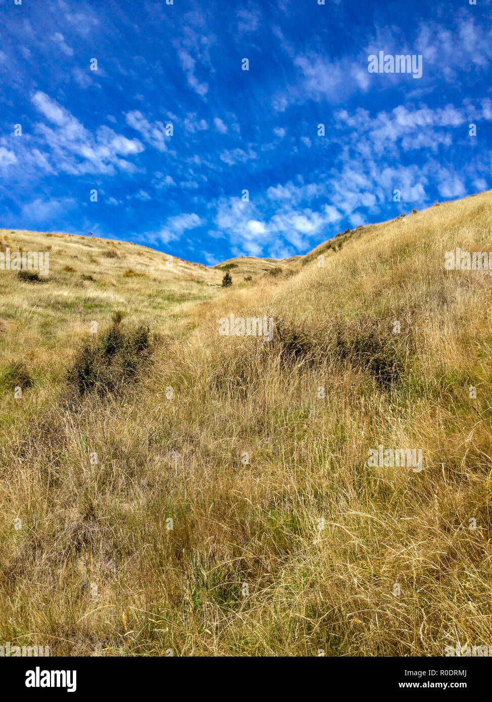Typical rural landscape new zealand hi-res stock photography and images ...