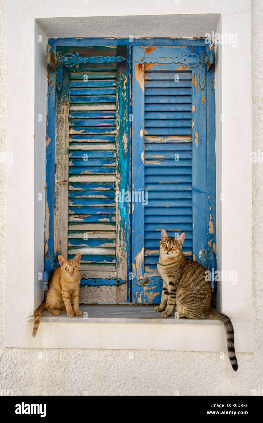 Two cute cats sitting in front of old blue wooden window shutters, Aegean island, Greece Stock Photo