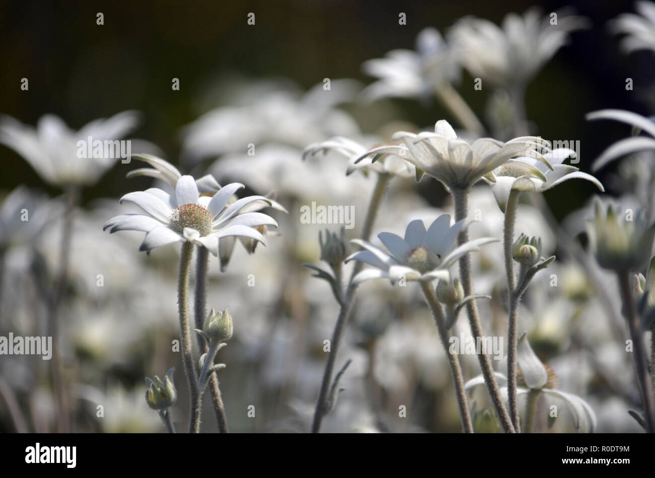 Flannel flower hi-res stock photography and images - Alamy