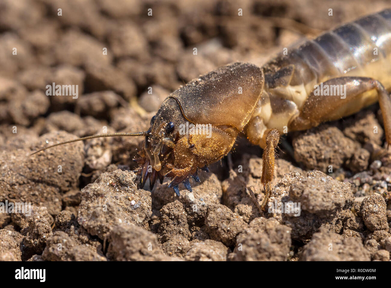 The head of a European mole cricket (Gryllotalpa gryllotalpa) Stock Photo