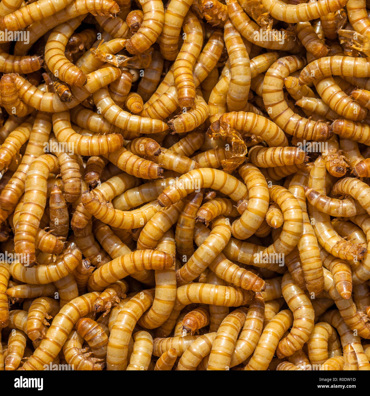 Square Background of many living Mealworm larvae suitable as Food Stock Photo