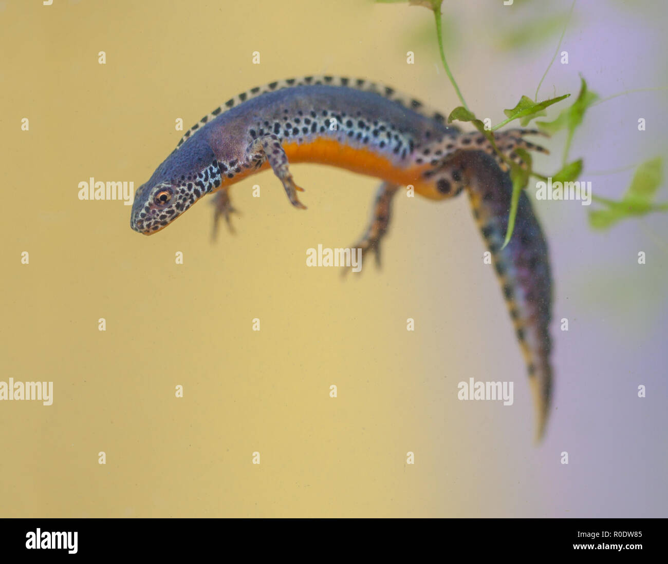 Wild Alpine Newt, Ichthyosaura alpestris, formerly Triturus alpestris ...